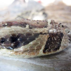 Puff Adder