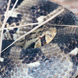 Puff Adder