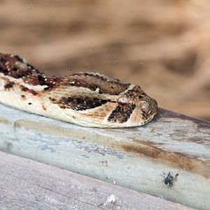 Puff Adder