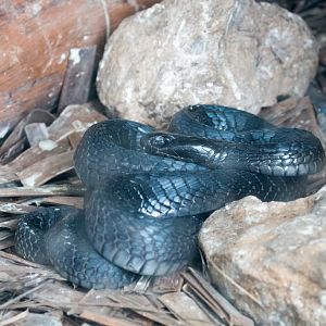 Black-necked Spitting Cobra
