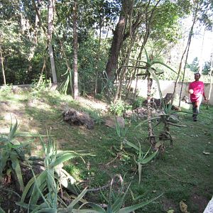 Hingeback tortoise enclosure