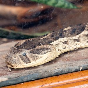 Puff Adder