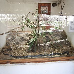 Spitting Cobra tank