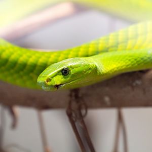 Green Mamba
