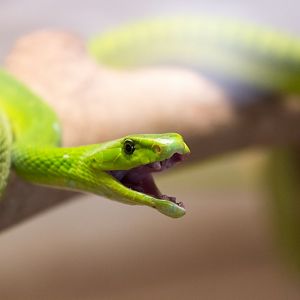 Green Mamba
