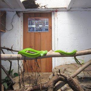 Green Mamba enclosure