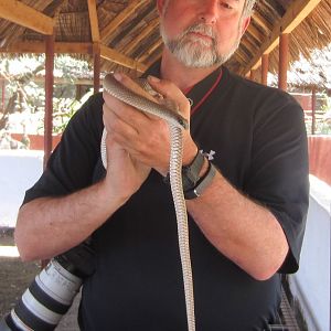 Hix and Rufous Beaked Snake