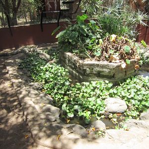 Enclosure for juvenile Nile Crocodiles