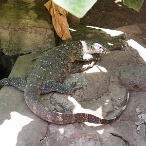 Nile Monitor