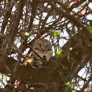 Barn Owl - wild bird