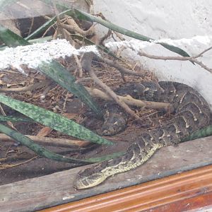 Puff Adder