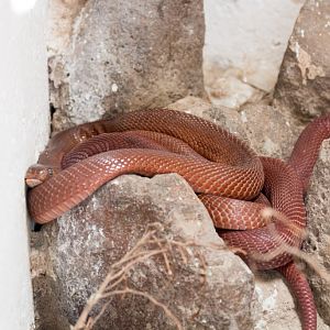 Red Spitting Cobra
