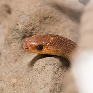 Red-spotted Beaked Snake