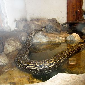 South African Rock Python