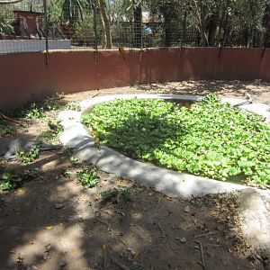 Slender-snouted Crocodile enclosure