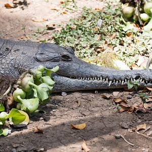 Slender-snouted Crocodile
