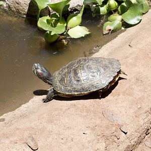 Red-eared Slider