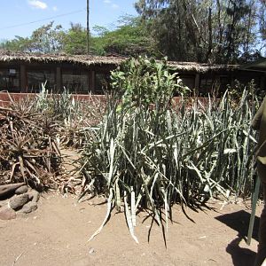 Leopard Tortoise enclosure