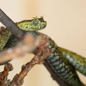 Usambara Horned Viper