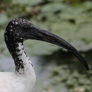 Sacred ibis