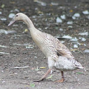Indian runner duck