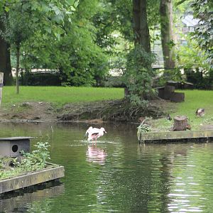 Flamingo and waterfowl enclosure