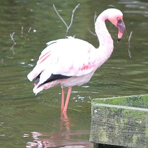 Lesser flamingo