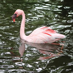 Lesser flamingo