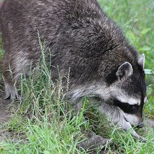 Raccoon