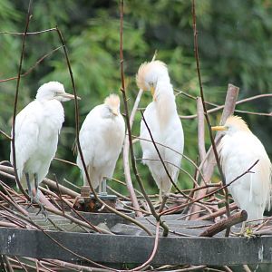 Cattle egrets