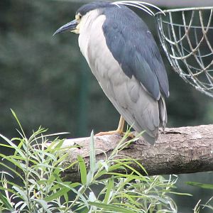 Night heron