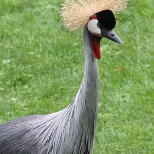 Crowned crane