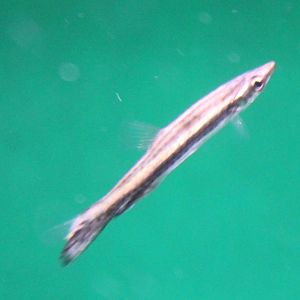 Pencilfish - Nannostomus eques
