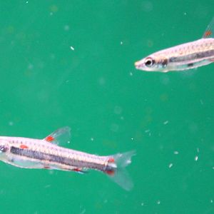 Nannostomus trifasciatus - Pencilfish