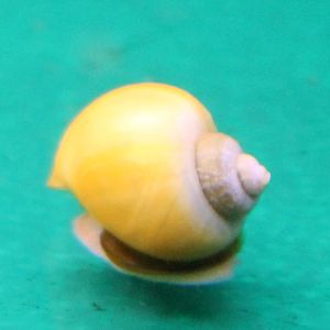 Apple snail