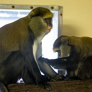 Lowes guenon : Twycross : 31 Oct 2014