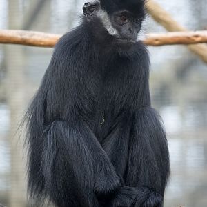 Francois langur : Twycross : 31 Oct 2014