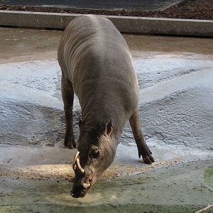 Babirusa