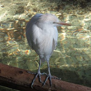 Cattle Egret