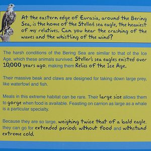 Steller's Sea Eagle signage