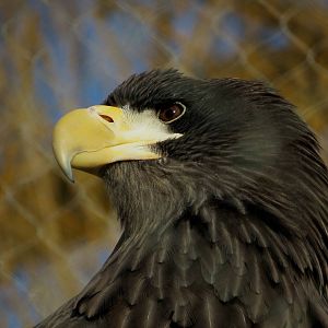Steller's Sea Eagle