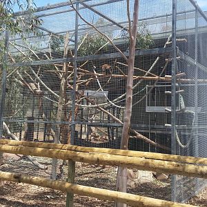 Black Capped Capuchin