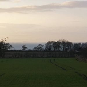Christmas Day Roe Deer in the distance, Bridlington 25th December 2014