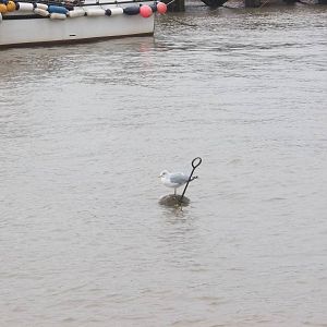 Bobbing gull, Bridlington Harbour 1st January 2015
