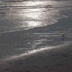 Disappearing Sanderling, South Beach, Bridlington; 1st January 2015