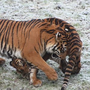 Surya and cub, 30th December 2014