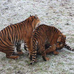 Surya and cubs, 30th December 2014