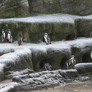 Frosty penguins, 30th December 2014