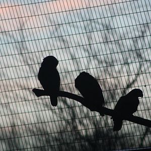 Orange-winged Amazons in silhouette, 30th December 2014