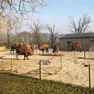 Bactrian Camels, 30th December 2014